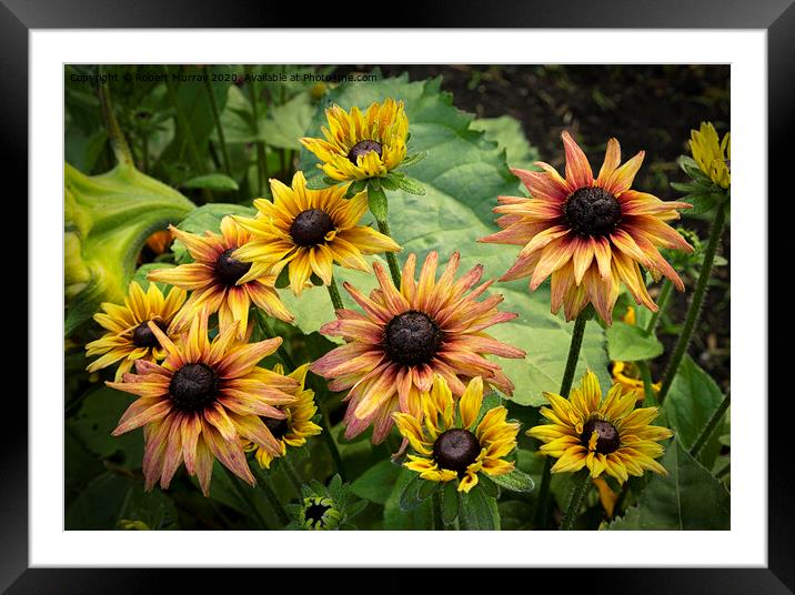 Gaillardias Framed Mounted Print by Robert Murray