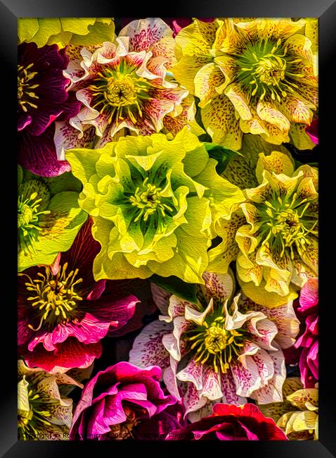 Hellebore flowers Framed Print by Robert Murray