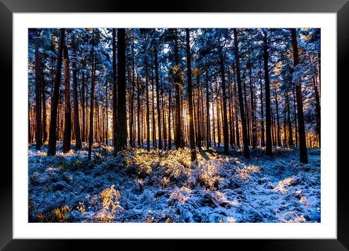 Winter sunshine and snow in Abernethy Forest Framed Mounted Print by Robert Murray