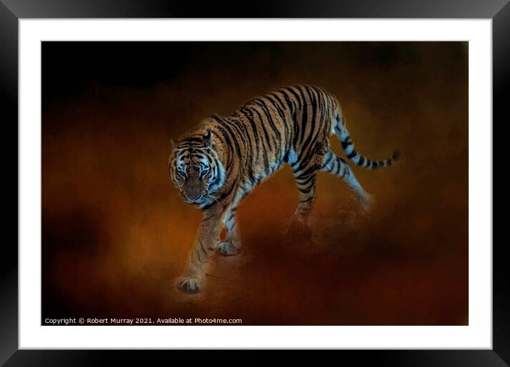 Amur Tiger Framed Mounted Print by Robert Murray