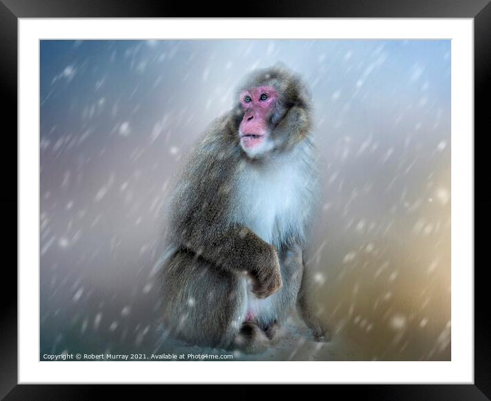 Japanese Macaque in Snow Framed Mounted Print by Robert Murray