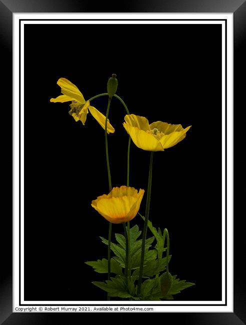 Welsh Poppies Framed Print by Robert Murray