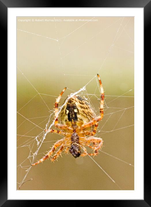 Close-up of a garden spider feeding on web. Framed Mounted Print by Robert Murray