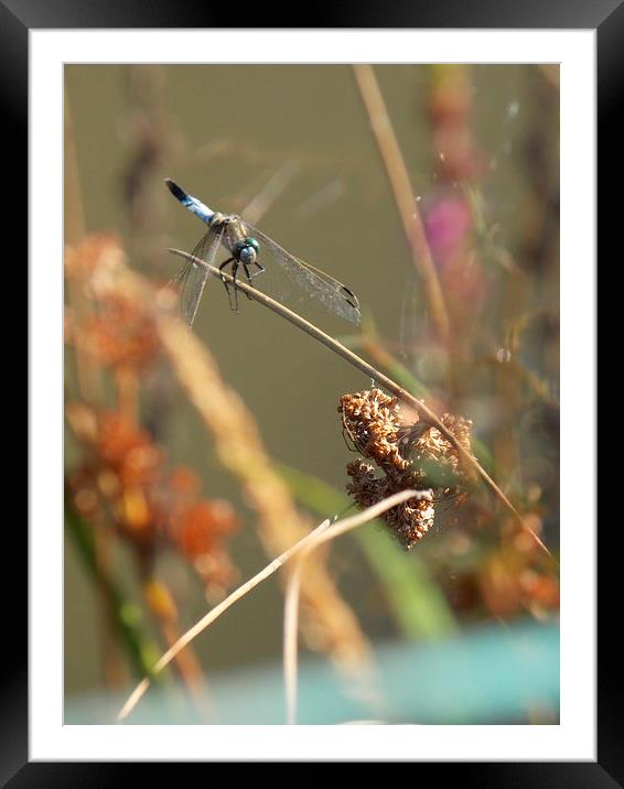 Dragonfly Framed Mounted Print by Helene  Newing