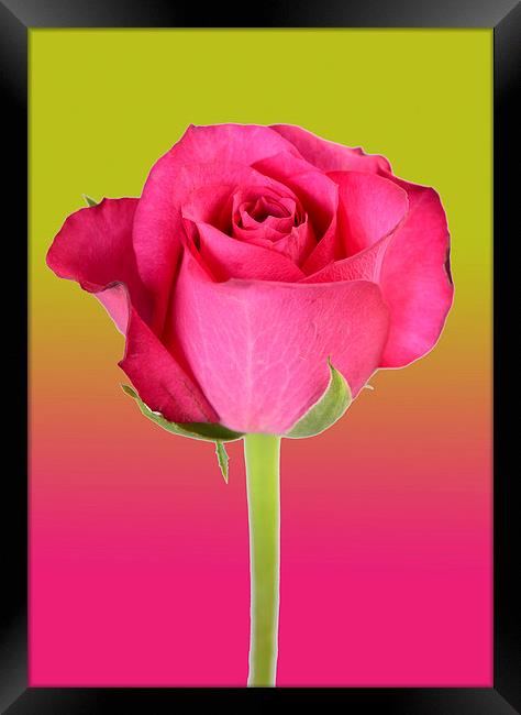 pink rose Framed Print by abdul rahman