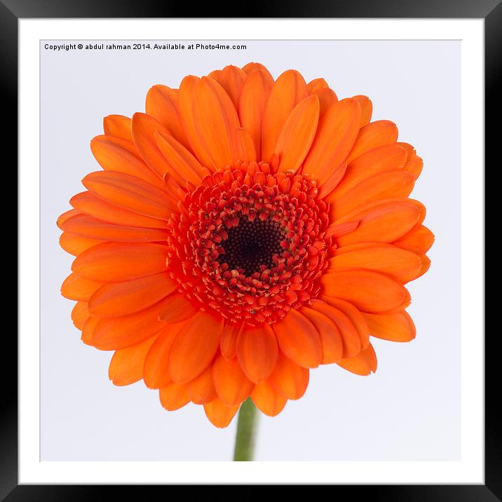 Orange gerbera  Framed Mounted Print by abdul rahman