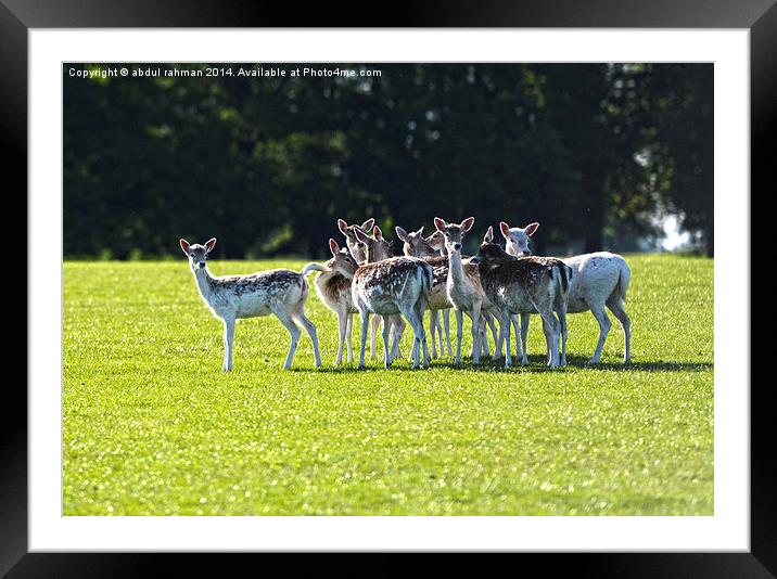 bunch of deer  Framed Mounted Print by abdul rahman