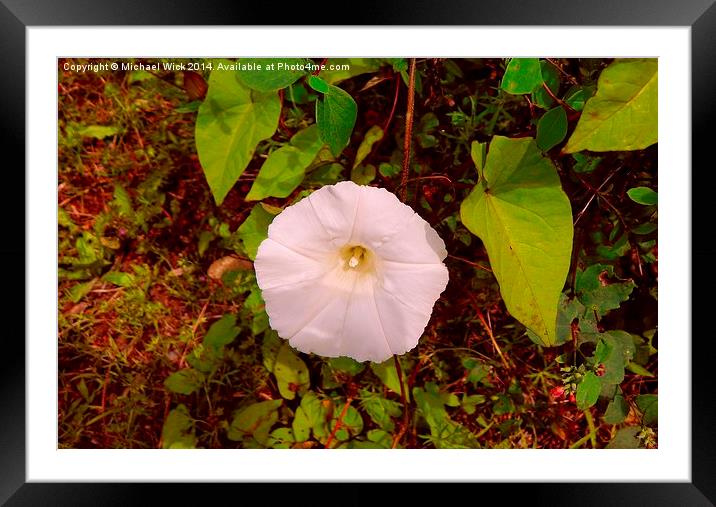 Morning Glory Framed Mounted Print by Michael Wick