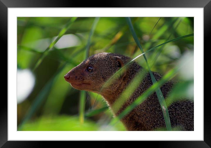  Mongoose Framed Mounted Print by Andy Heap