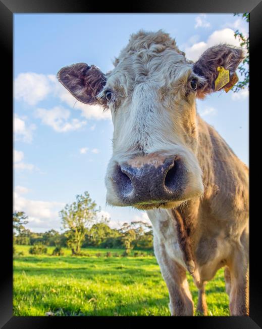 Pretty Cow Portrait Framed Print by Andy Heap