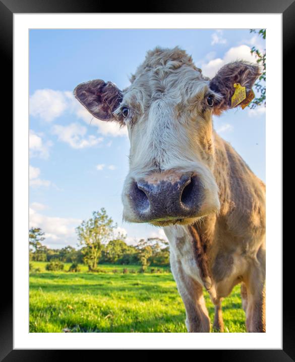 Pretty Cow Portrait Framed Mounted Print by Andy Heap