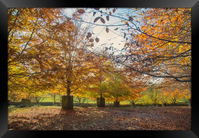 Autumn Colours Framed Print by Andy Heap