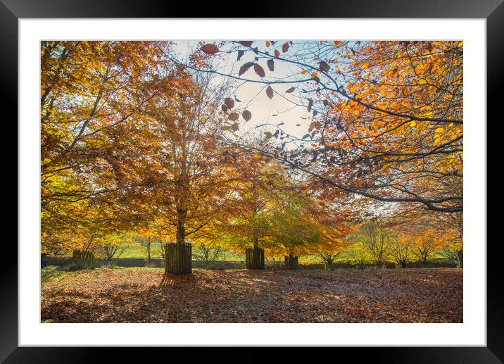 Autumn Colours Framed Mounted Print by Andy Heap