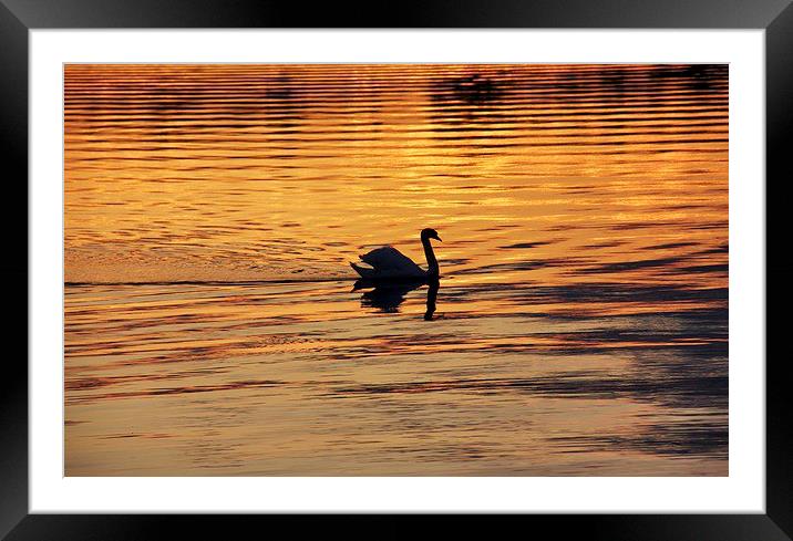 Swan on golden pond Framed Mounted Print by Fiona Miller