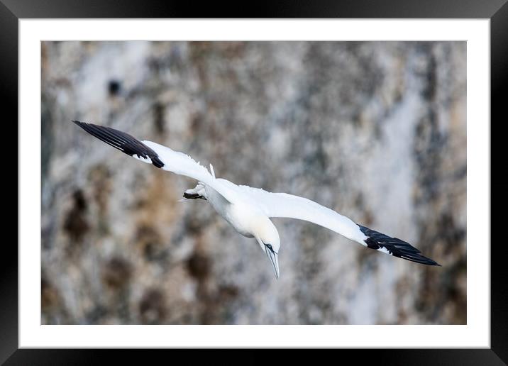 Northern gannet swooping Framed Mounted Print by Jason Wells