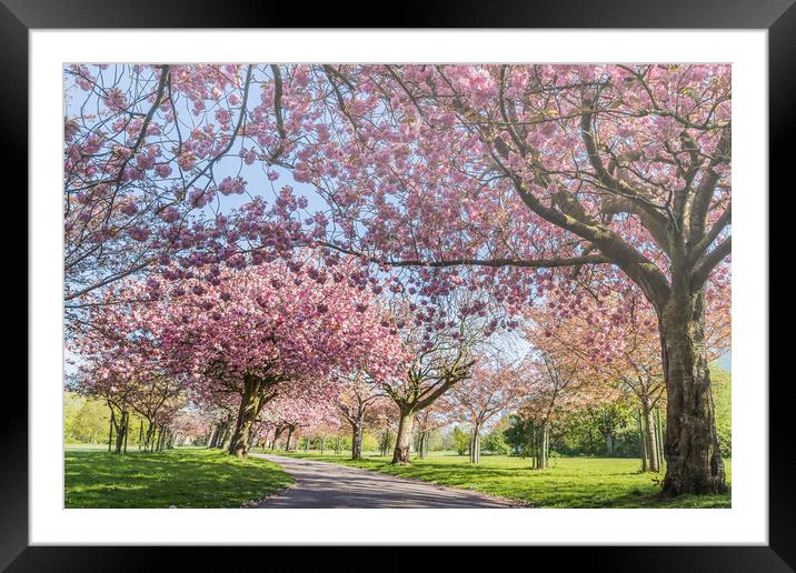 Cherry blossom on an avenue of trees Framed Mounted Print by Jason Wells