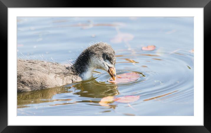 Coot chick pecking a lily pad Framed Mounted Print by Jason Wells