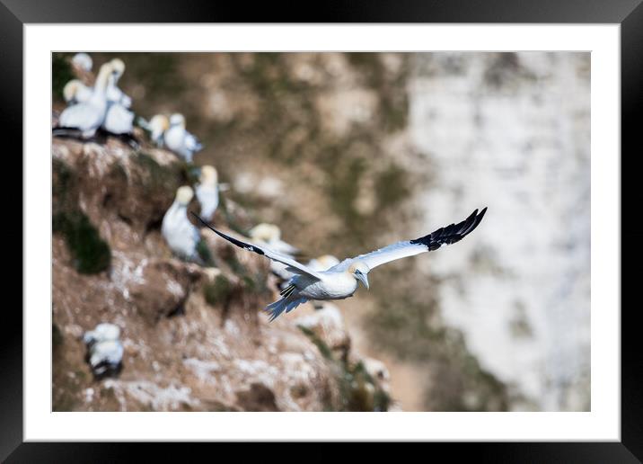 Northern gannet passing the rugged cliffs Framed Mounted Print by Jason Wells