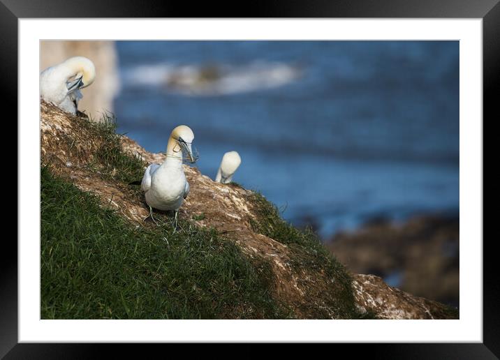 Northern gannet gathering grass for its nest Framed Mounted Print by Jason Wells