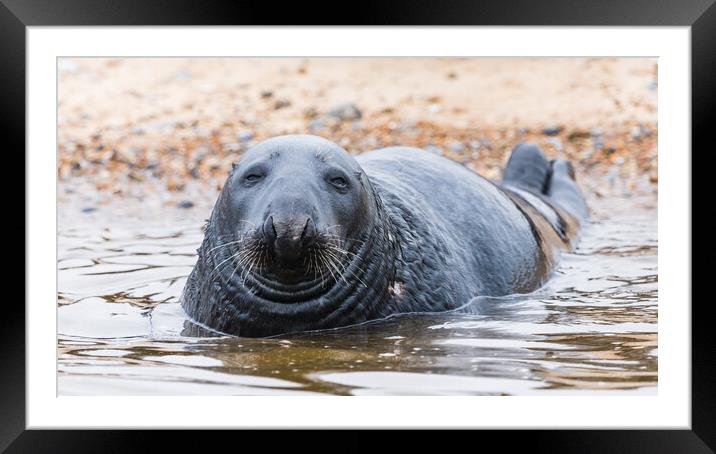 Grey Seal at Blakeney Framed Mounted Print by Jason Wells