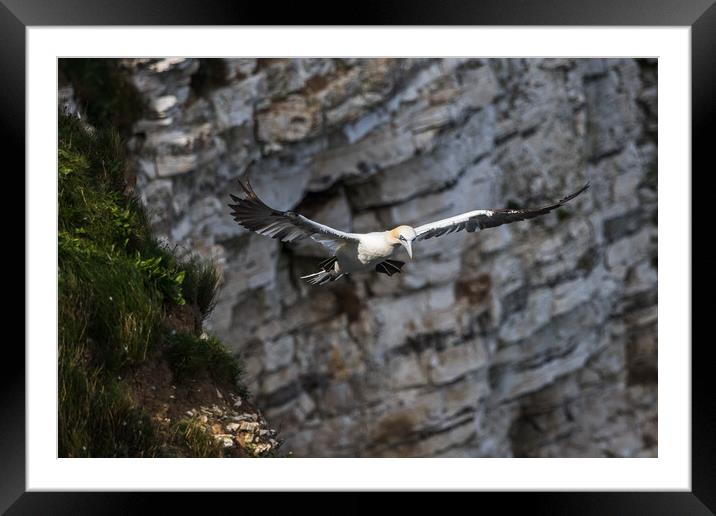 Northern gannet prepares to land Framed Mounted Print by Jason Wells