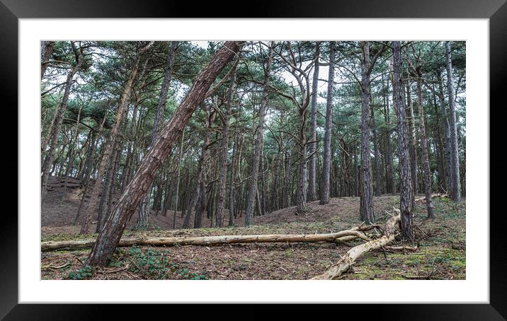 Formby Woods landscape Framed Mounted Print by Jason Wells