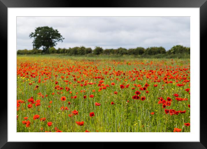 Poppy field at Brancaster Framed Mounted Print by Jason Wells