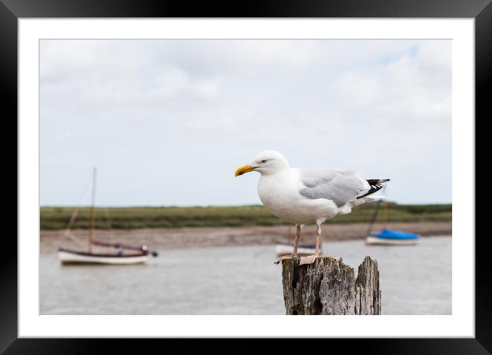 Gull resting on a wooden post at Burnham Overy Staithe Framed Mounted Print by Jason Wells