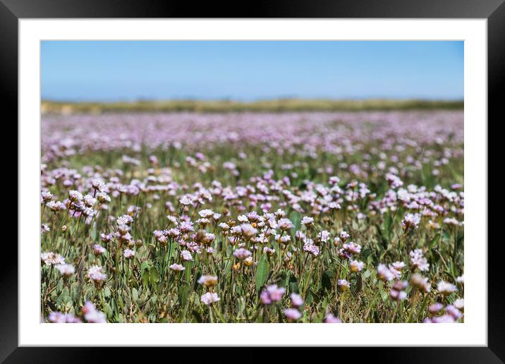 Carpet of Matted Sea Lavender Framed Mounted Print by Jason Wells