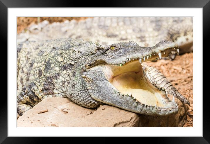 Siamese Crocodile close up Framed Mounted Print by Jason Wells