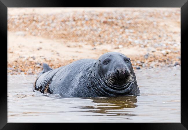 Grey Seal laying off Blakeney beach Framed Print by Jason Wells