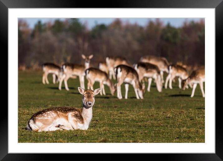 Doe lying on the grass Framed Mounted Print by Jason Wells