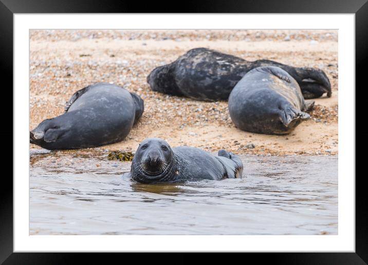 Grey Seal with its family Framed Mounted Print by Jason Wells