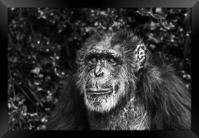 Portrait of a Western Chimpanzee Framed Print by Jason Wells