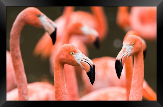 Flamboyance of Caribbean flamingos Framed Print by Jason Wells