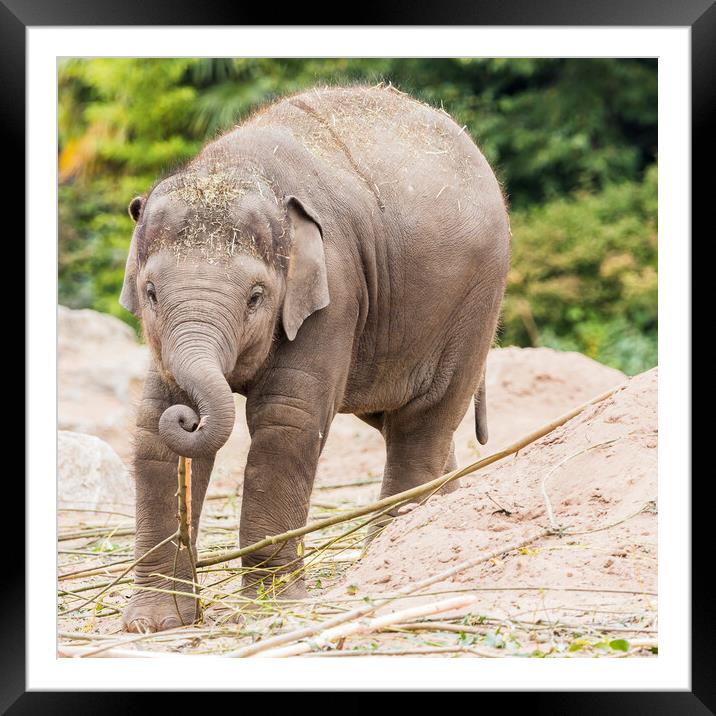 Young Asian elephant foraging Framed Mounted Print by Jason Wells