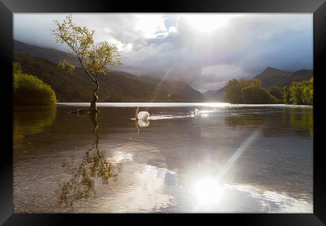 Swans approach the Lonely tree Framed Print by Jason Wells