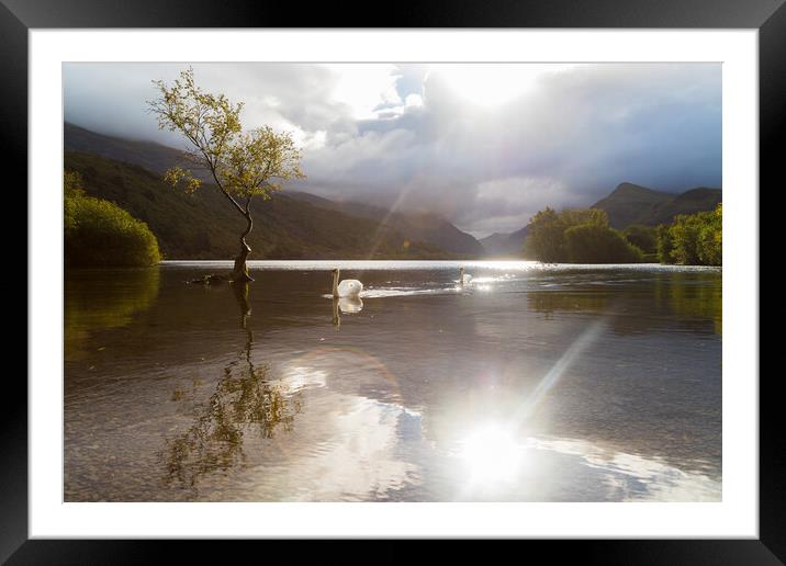 Swans approach the Lonely tree Framed Mounted Print by Jason Wells