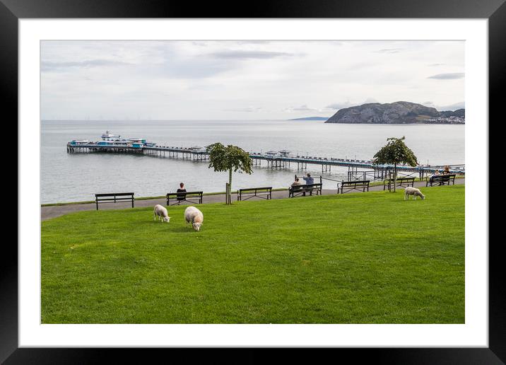 Sheep in front of Llandudno Pier Framed Mounted Print by Jason Wells