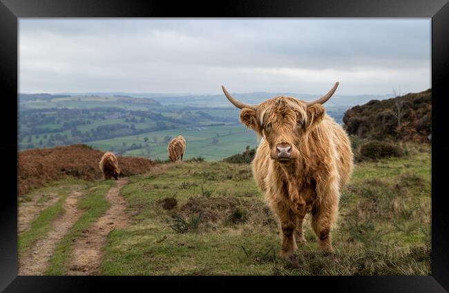 Highland cattle at Baslow Edge Framed Print by Jason Wells