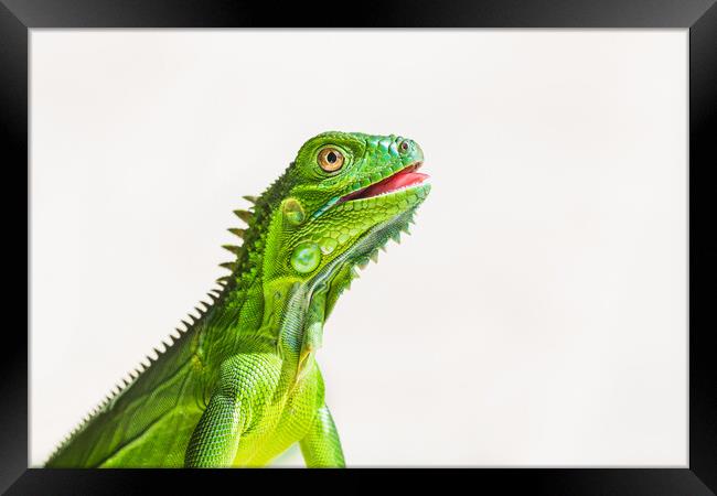 Juvenile Green Iguana Framed Print by Jason Wells