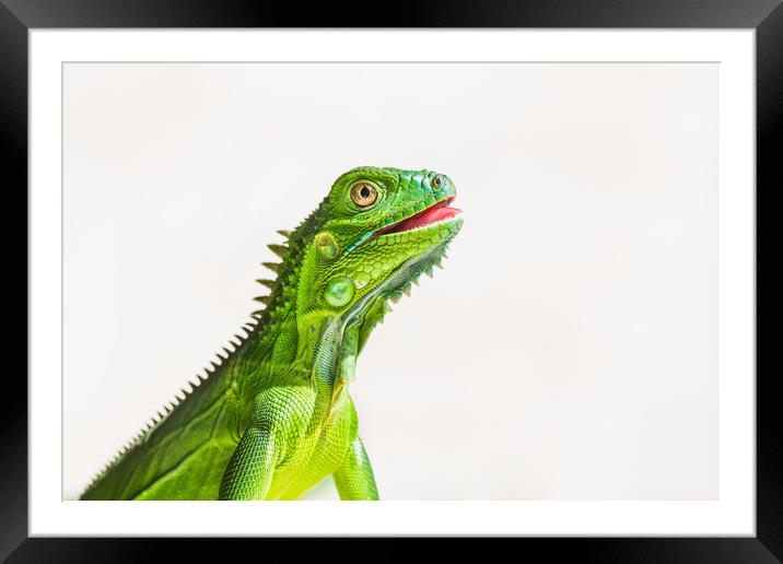 Juvenile Green Iguana Framed Mounted Print by Jason Wells
