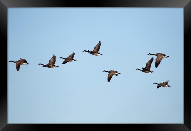 Canadian Geese in flight Framed Print by Jason Wells