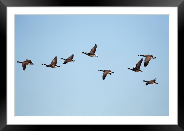 Canadian Geese in flight Framed Mounted Print by Jason Wells