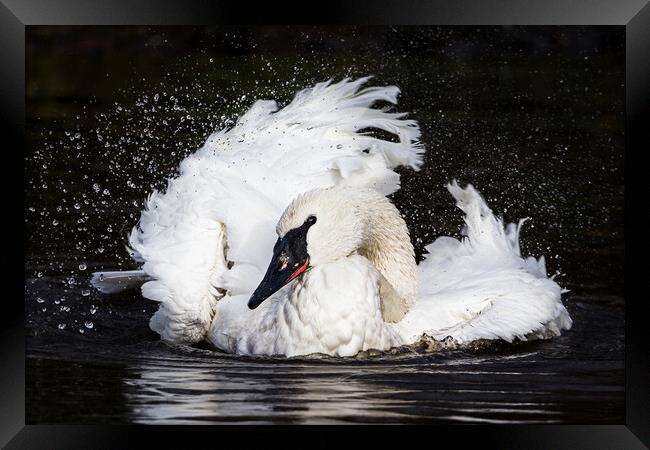 Trumpeter Swan splashing Framed Print by Jason Wells