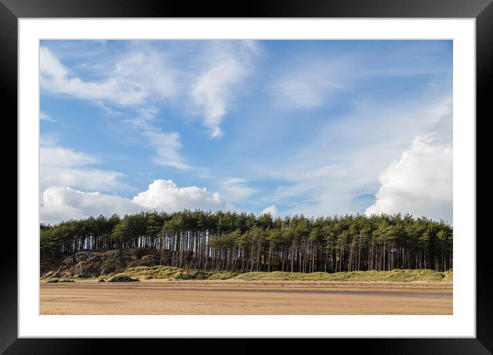 Pine trees line the beach at Newborough Framed Mounted Print by Jason Wells