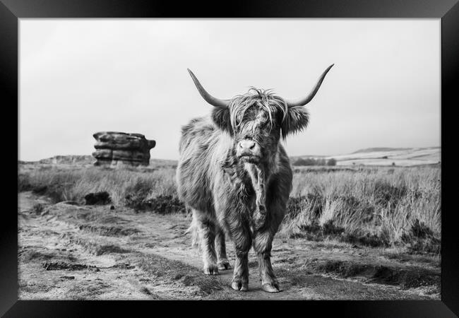 Highland cow in front of Eagle Stone Framed Print by Jason Wells