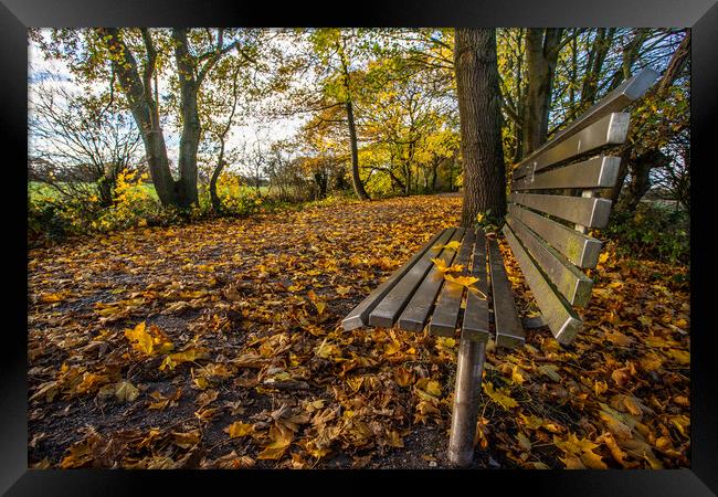 Silver bench on the golden leaves Framed Print by Jason Wells
