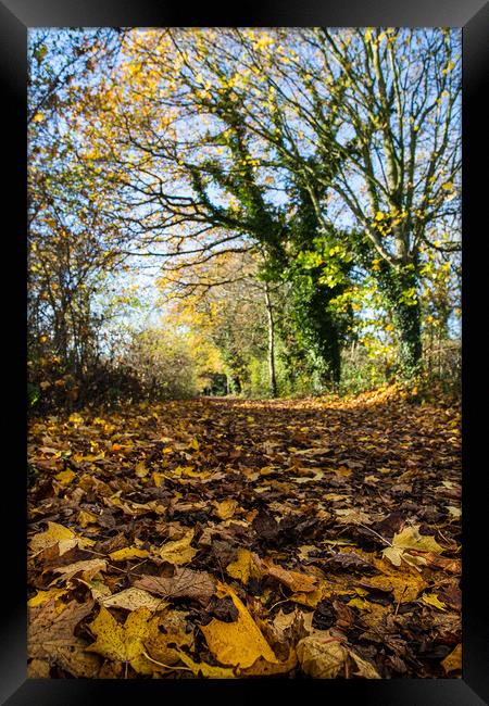 Golden leaves line the Wirral Way Framed Print by Jason Wells