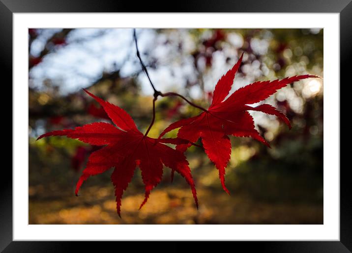 Red acer leaves at autumn Framed Mounted Print by Jason Wells